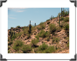 3.Saguaro1