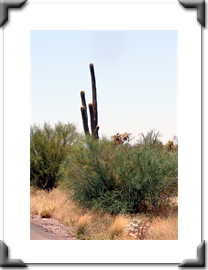 3.Saguaro2