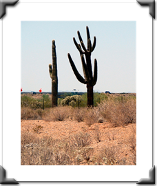 3.Saguaro3