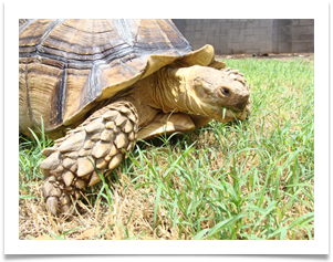 Franklin is enjoying the green grass