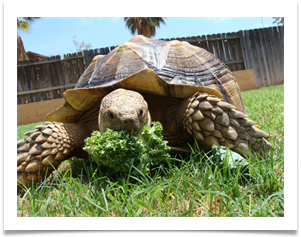 Thank You Aunt Lynette for the Kale