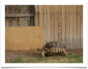 Franklin on Patrol