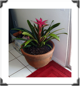 Bromeliad