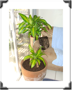 Dracaena